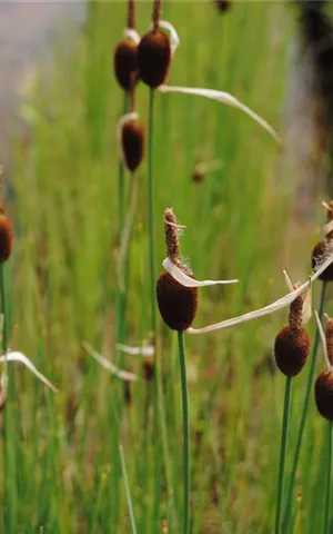 Typha minima