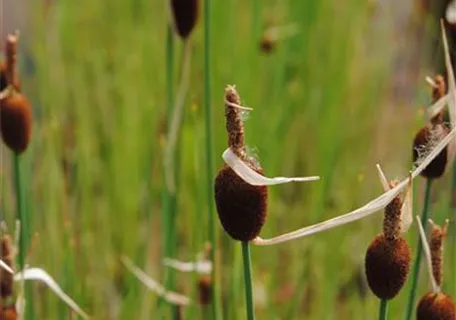 Typha minima - Zwerg-Rohrkolben