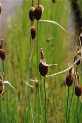 Zwerg-Rohrkolben - Typha minima