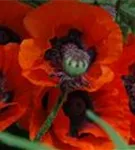 Orientalischer Garten-Mohn - Papaver orientale 'Brillant'