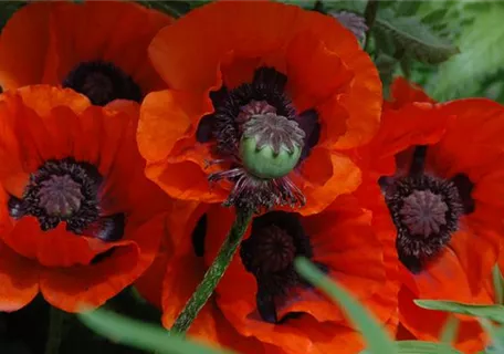 Papaver orientale 'Brillant' - Orientalischer Garten-Mohn