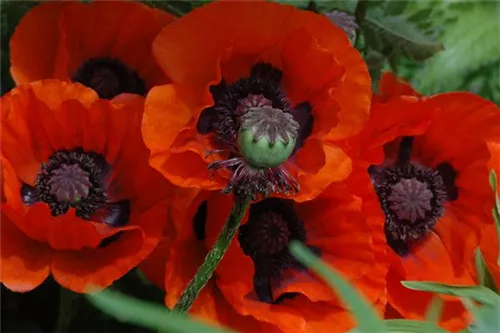 Orientalischer Garten-Mohn - Papaver orientale 'Brillant'