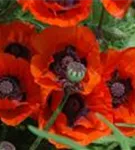 Orientalischer Garten-Mohn - Papaver orientale 'Brillant'