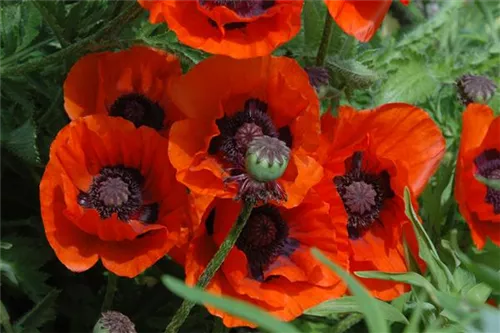 Orientalischer Garten-Mohn - Papaver orientale 'Brillant'