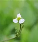 Gewöhnliches Pfeilkraut - Sagittaria sagittifolia ssp.sagittifolia