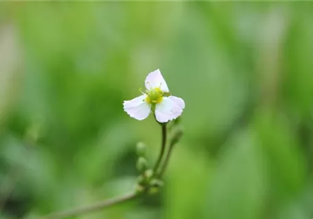 Sagittaria sagittifolia ssp.sagittifolia - Gewöhnliches Pfeilkraut