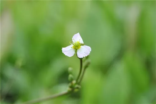 Gewöhnliches Pfeilkraut - Sagittaria sagittifolia ssp.sagittifolia