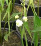 Gewöhnliches Pfeilkraut - Sagittaria sagittifolia ssp.sagittifolia