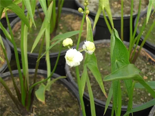 Gewöhnliches Pfeilkraut - Sagittaria sagittifolia ssp.sagittifolia