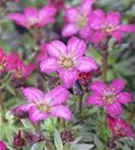 Garten-Moos-Steinbrech - Saxifraga x arendsii 'Peter Pan'