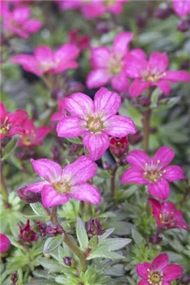 Garten-Moos-Steinbrech - Saxifraga x arendsii 'Peter Pan'