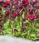 Garten-Moos-Steinbrech - Saxifraga x arendsii 'Peter Pan'