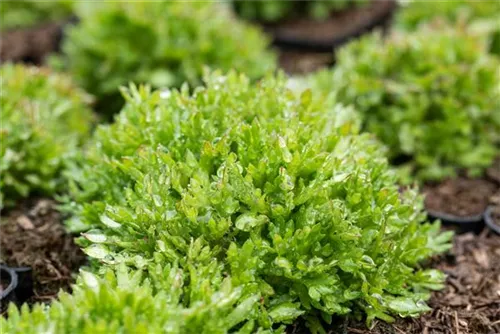 Garten-Moos-Steinbrech - Saxifraga x arendsii 'Peter Pan'