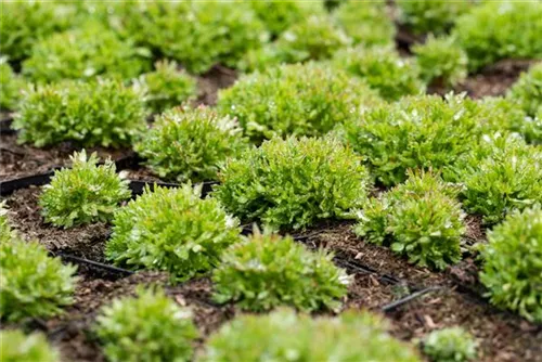 Garten-Moos-Steinbrech - Saxifraga x arendsii 'Peter Pan'