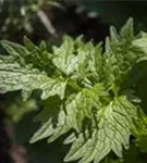 Gewöhnlicher Baldrian - Valeriana officinalis