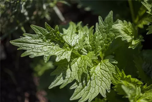 Gewöhnlicher Baldrian - Valeriana officinalis