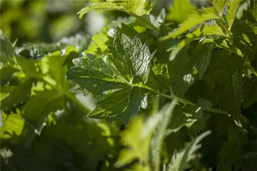 Gewöhnlicher Baldrian - Valeriana officinalis