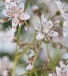 Bastard-Garten-Porzellanblümchen - Saxifraga x urbium, rosa