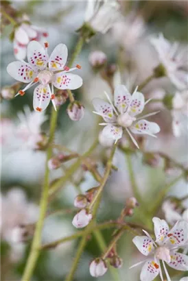 Bastard-Garten-Porzellanblümchen - Saxifraga x urbium, rosa