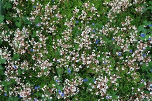 Bastard-Garten-Porzellanblümchen - Saxifraga x urbium, rosa