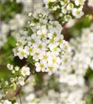 Prachtspiere - Spiraea vanhouttei - Wildgehölze