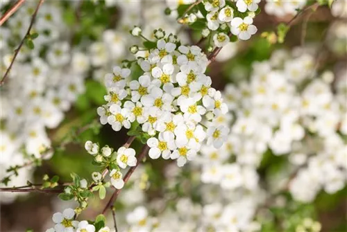 Prachtspiere - Spiraea vanhouttei - Wildgehölze