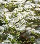 Prachtspiere - Spiraea vanhouttei - Wildgehölze