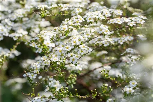 Prachtspiere - Spiraea vanhouttei - Wildgehölze