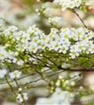 Prachtspiere - Spiraea vanhouttei - Wildgehölze