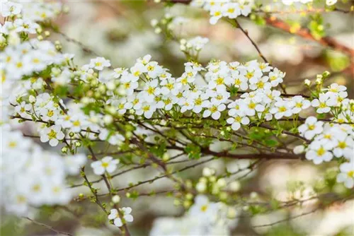 Prachtspiere - Spiraea vanhouttei - Wildgehölze