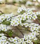 Prachtspiere - Spiraea vanhouttei - Wildgehölze