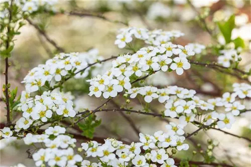 Prachtspiere - Spiraea vanhouttei - Wildgehölze