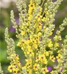 Schwarze Königskerze - Verbascum nigrum Wildform