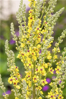 Schwarze Königskerze - Verbascum nigrum Wildform