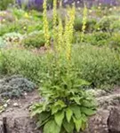 Schwarze Königskerze - Verbascum nigrum Wildform