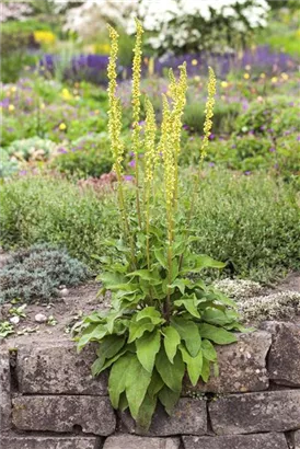 Schwarze Königskerze - Verbascum nigrum Wildform