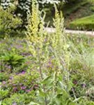 Schwarze Königskerze - Verbascum nigrum Wildform