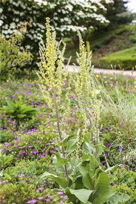 Schwarze Königskerze - Verbascum nigrum Wildform