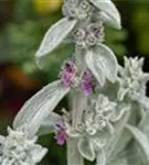 Byzantinischer Woll-Ziest - Stachys byzantina