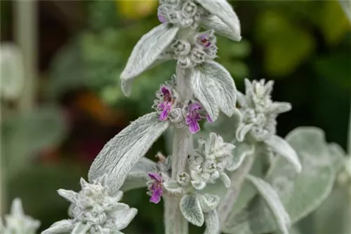 Byzantinischer Woll-Ziest - Stachys byzantina