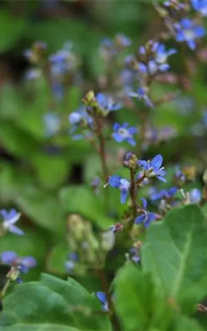 Veronica beccabunga