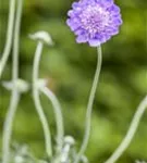 Garten-Tauben-Skabiose - Scabiosa columbaria 'Butterfly Blue'