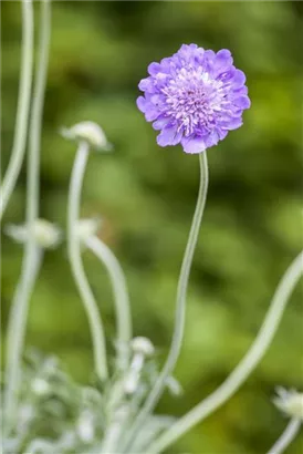 Garten-Tauben-Skabiose - Scabiosa columbaria 'Butterfly Blue'