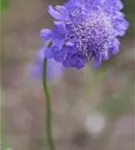 Garten-Tauben-Skabiose - Scabiosa columbaria 'Butterfly Blue'