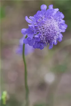 Garten-Tauben-Skabiose - Scabiosa columbaria 'Butterfly Blue'