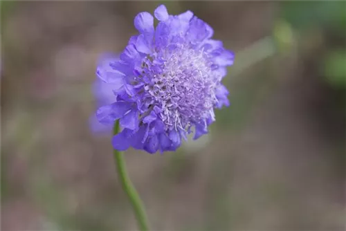 Garten-Tauben-Skabiose - Scabiosa columbaria 'Butterfly Blue'