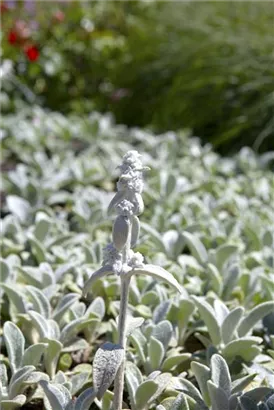 Garten-Woll-Ziest - Stachys byzantina 'Cotton Boll'