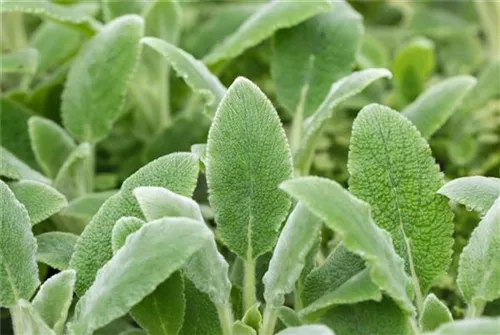 Matten-Woll-Ziest - Stachys byzantina 'Silver Carpet'