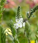 Enzianblättriger Ehrenpreis - Veronica gentianoides