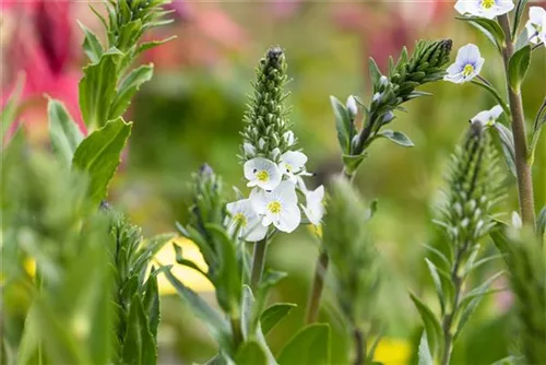 Enzianblättriger Ehrenpreis - Veronica gentianoides